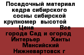 Посадочный материал кедра сибирского (сосны сибирской) крупномер, высотой 3-3.5  › Цена ­ 19 800 - Все города Сад и огород » Интерьер   . Ханты-Мансийский,Нижневартовск г.